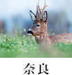 奈良